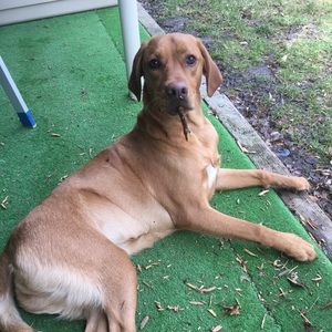 Meet your Posher, Carley